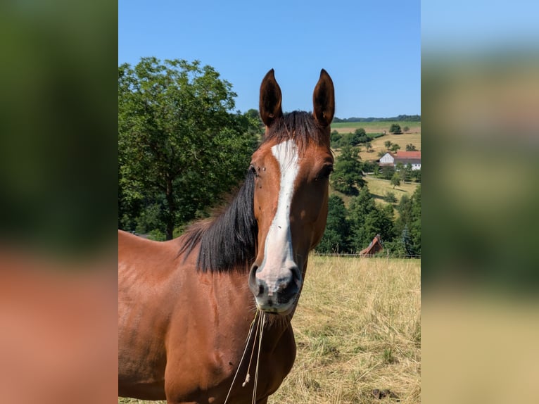Zangersheide Giumenta 2 Anni Baio in Reichelsheim