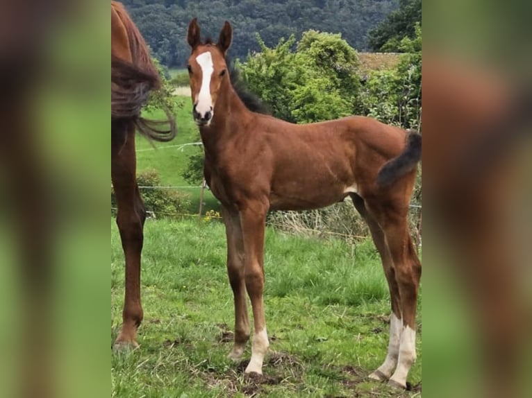 Zangersheide Giumenta 2 Anni Baio in Reichelsheim