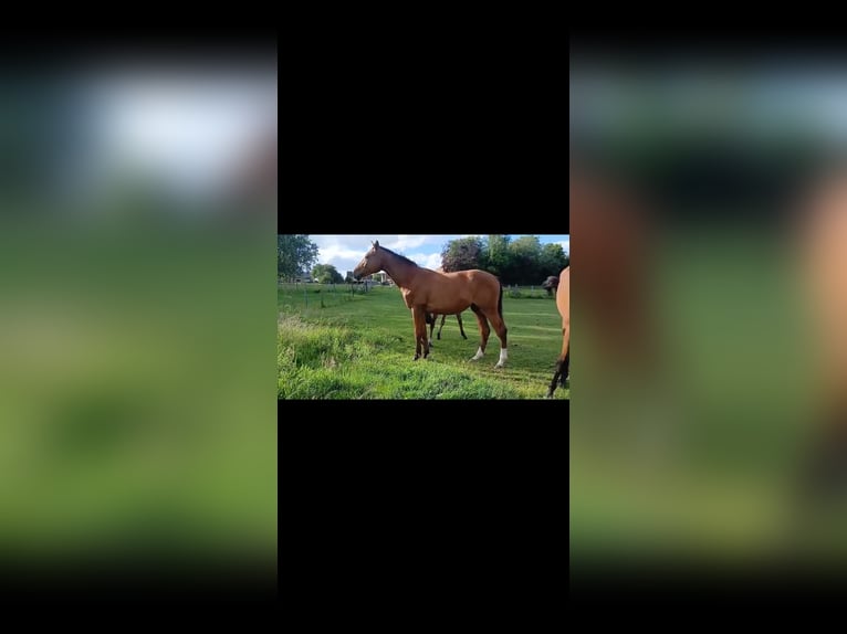 Zangersheide Giumenta 2 Anni Baio in Haaltert