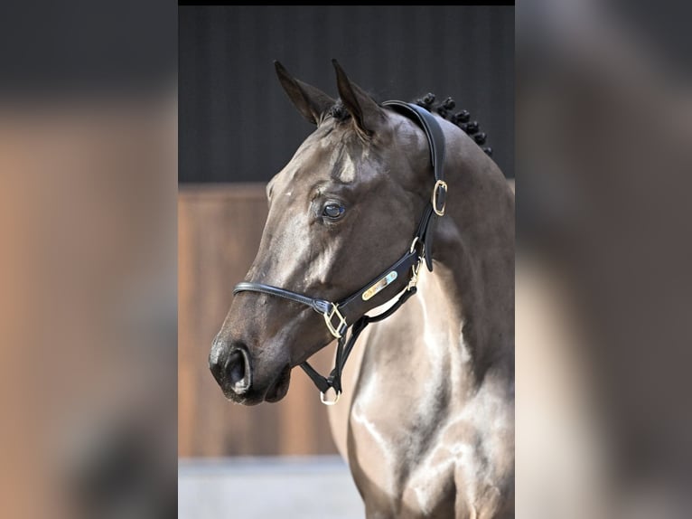 Zangersheide Giumenta 2 Anni Baio nero in Bruxelles