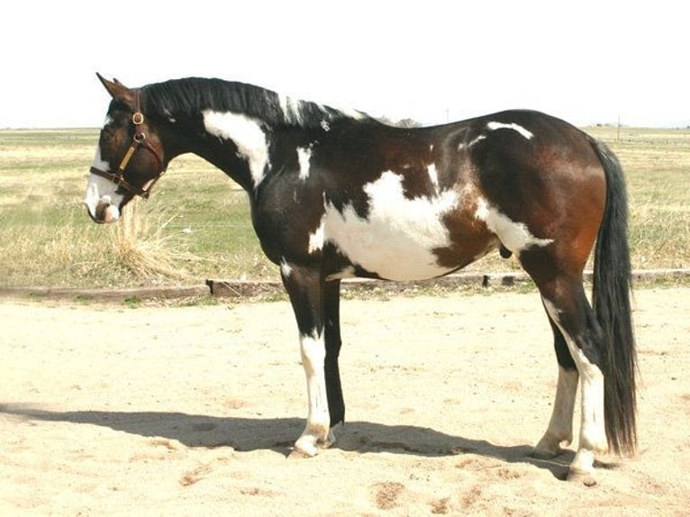 Zangersheide Giumenta 3 Anni 135 cm Dunalino in Beaumont pied-de-boeuf