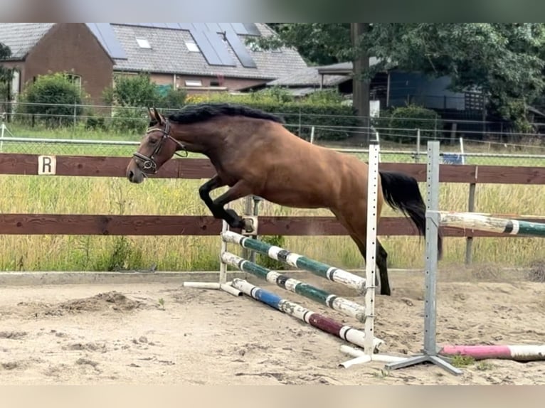 Zangersheide Giumenta 3 Anni 147 cm Baio in Berghem