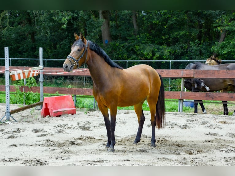 Zangersheide Giumenta 3 Anni 147 cm Baio in Berghem