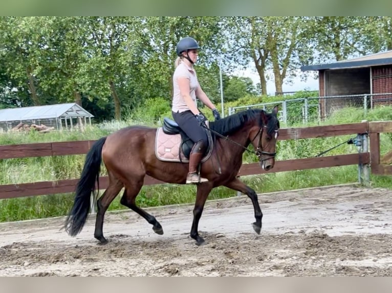 Zangersheide Giumenta 3 Anni 153 cm Baio in Berghem
