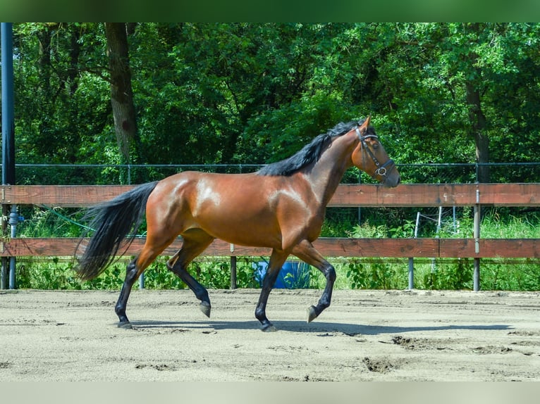 Zangersheide Giumenta 3 Anni 153 cm Baio in Berghem