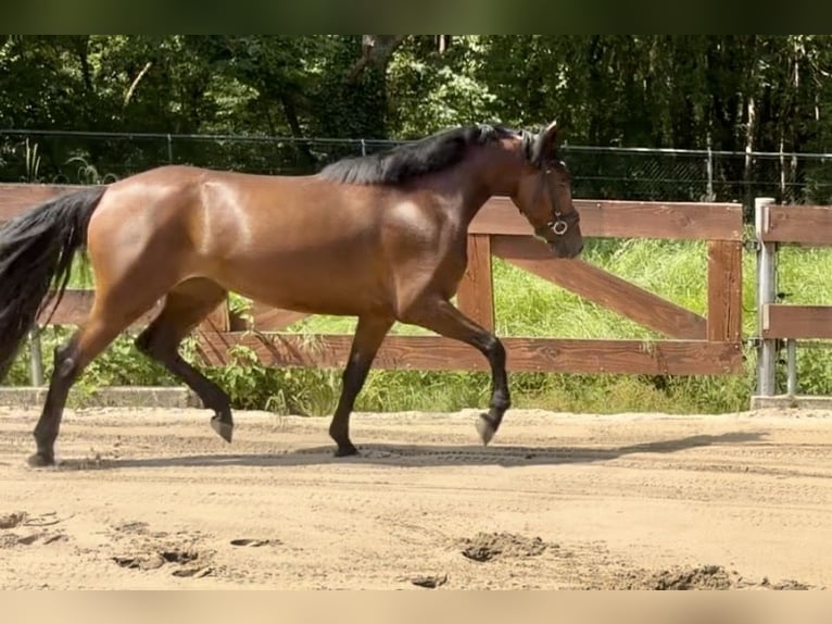 Zangersheide Giumenta 3 Anni 153 cm Baio in Berghem