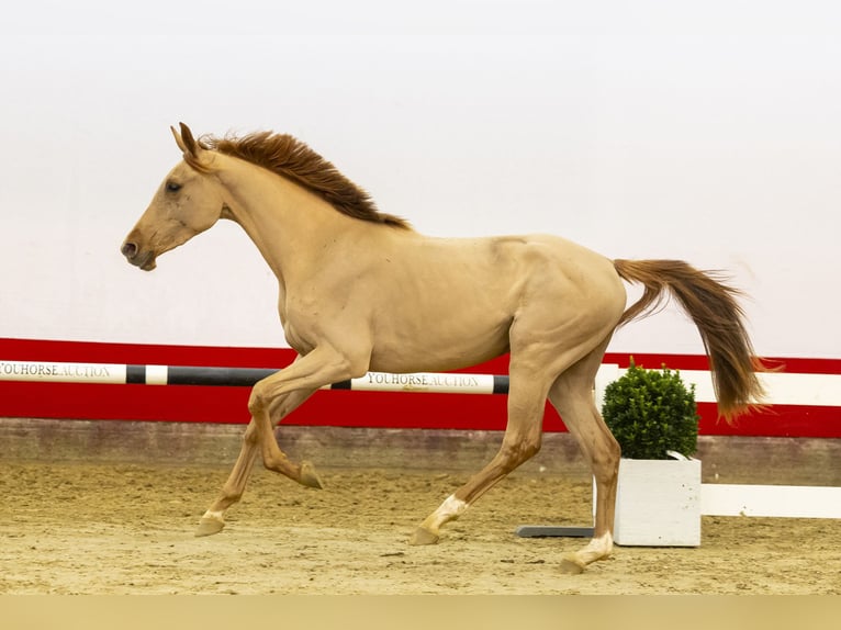 Zangersheide Giumenta 3 Anni 153 cm Sauro scuro in Waddinxveen