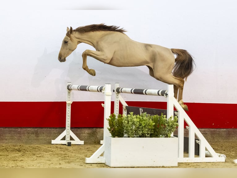 Zangersheide Giumenta 3 Anni 153 cm Sauro scuro in Waddinxveen