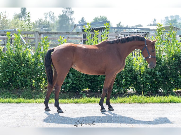 Zangersheide Giumenta 3 Anni 155 cm Baio in Bladel