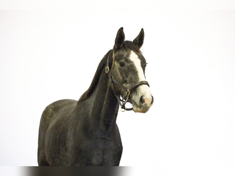 Zangersheide Giumenta 3 Anni 155 cm Grigio in Waddinxveen