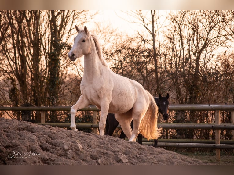 Zangersheide Giumenta 3 Anni 158 cm Palomino in Neukirchen-Vluyn
