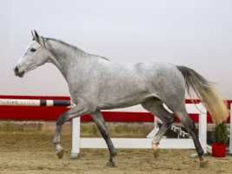 Zangersheide Giumenta 3 Anni 159 cm Grigio in Waddinxveen