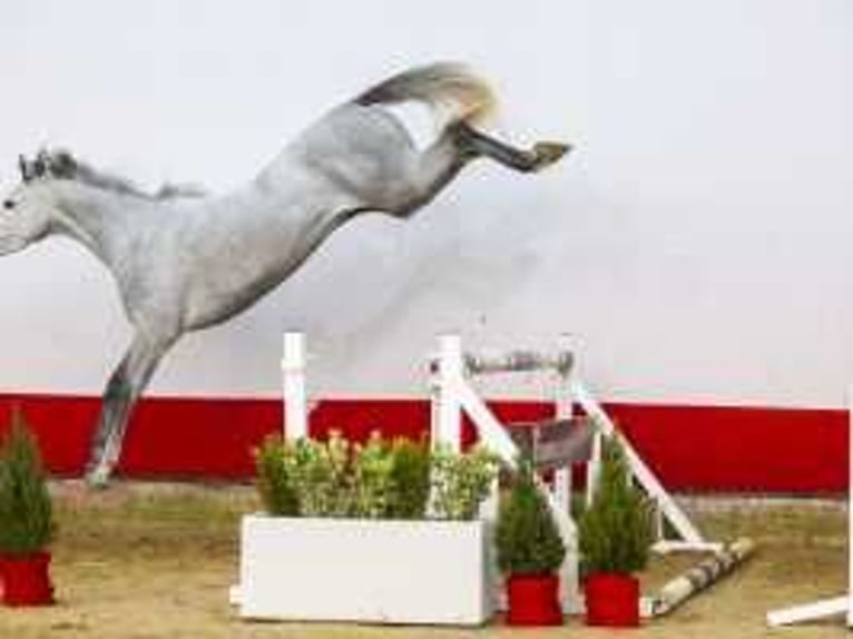 Zangersheide Giumenta 3 Anni 159 cm Grigio in Waddinxveen