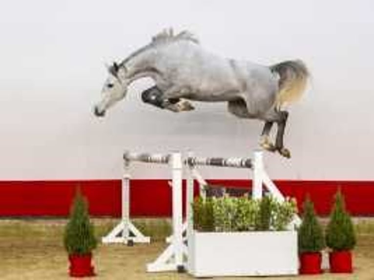 Zangersheide Giumenta 3 Anni 159 cm Grigio in Waddinxveen