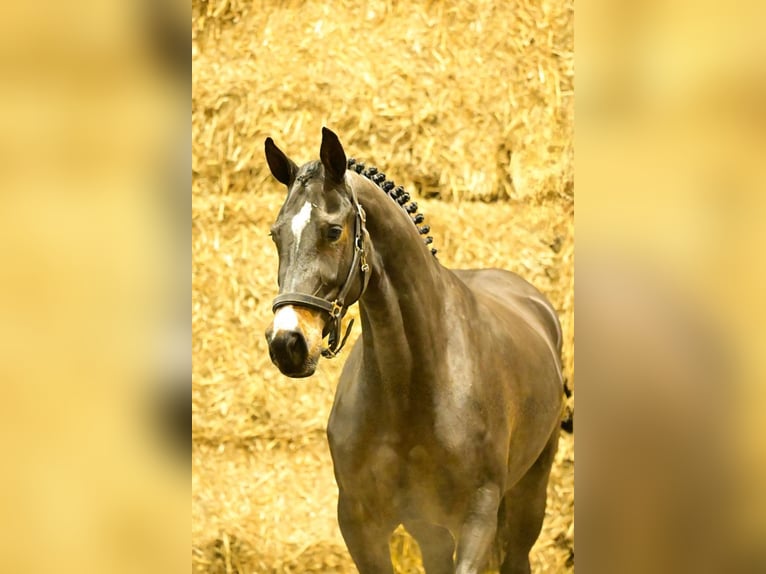 Zangersheide Giumenta 3 Anni 160 cm Baio in Bladel