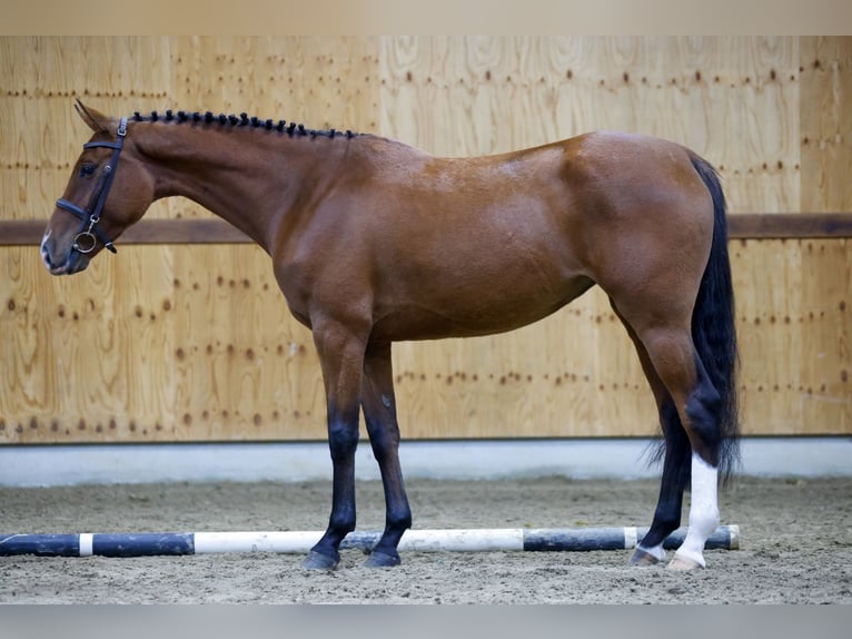 Zangersheide Giumenta 3 Anni 160 cm Baio ciliegia in Kinrooi