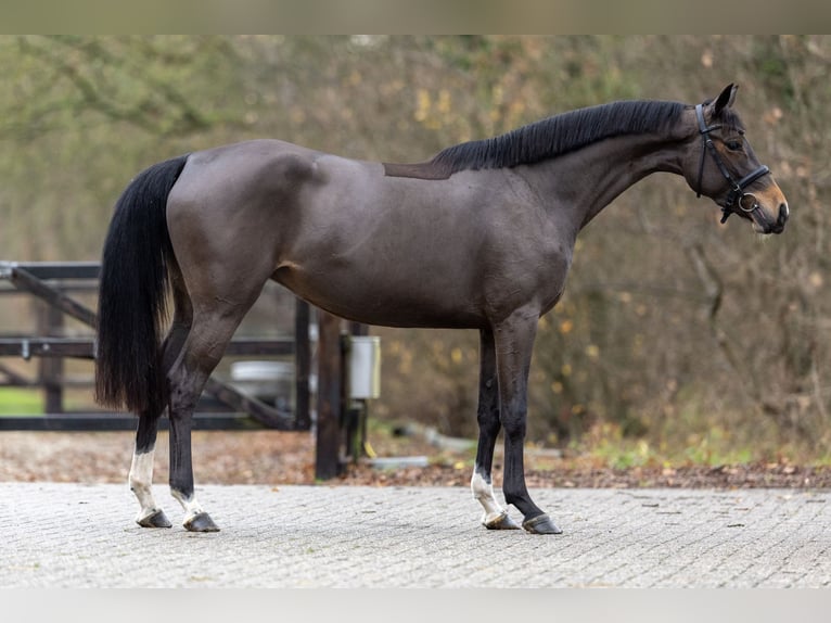 Zangersheide Giumenta 3 Anni 160 cm Baio scuro in GROTE-BROGEL