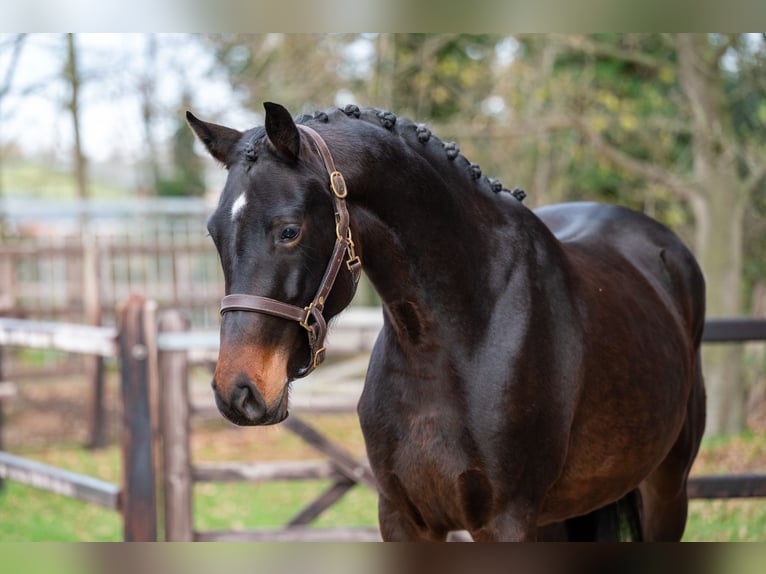 Zangersheide Giumenta 3 Anni 160 cm Baio scuro in GROTE-BROGEL