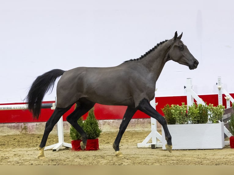 Zangersheide Giumenta 3 Anni 160 cm Morello in Waddinxveen