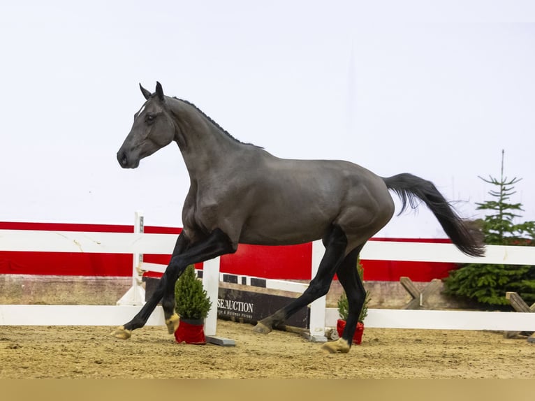 Zangersheide Giumenta 3 Anni 160 cm Morello in Waddinxveen