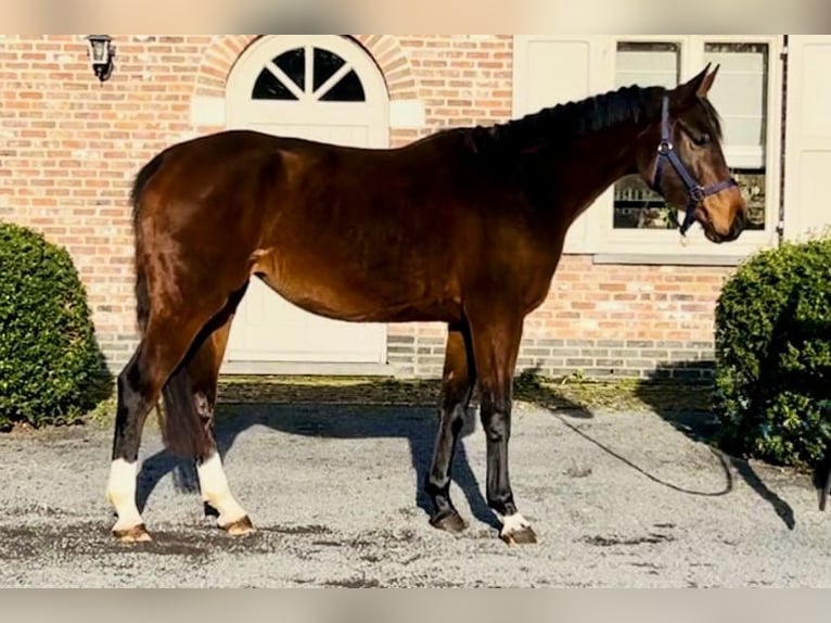 Zangersheide Giumenta 3 Anni 161 cm Baio in Bladel