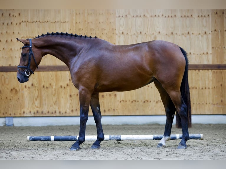 Zangersheide Giumenta 3 Anni 161 cm Baio ciliegia in Kinrooi