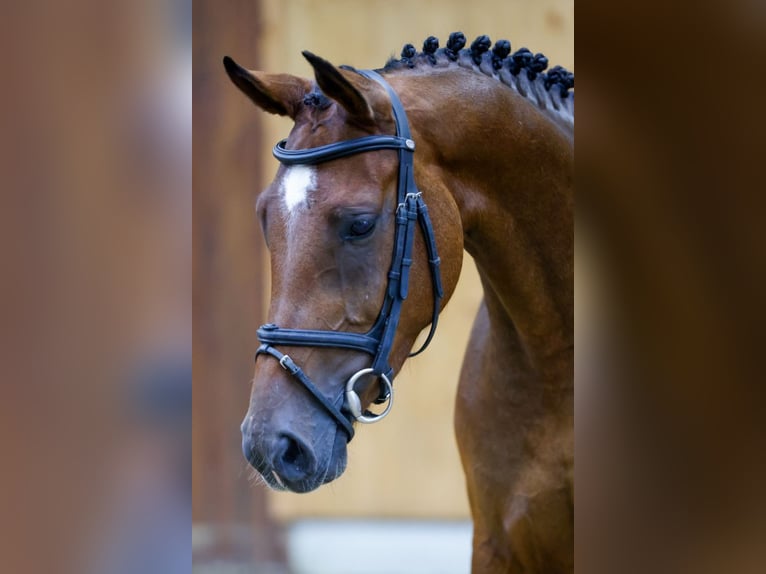 Zangersheide Giumenta 3 Anni 161 cm Baio ciliegia in Kinrooi