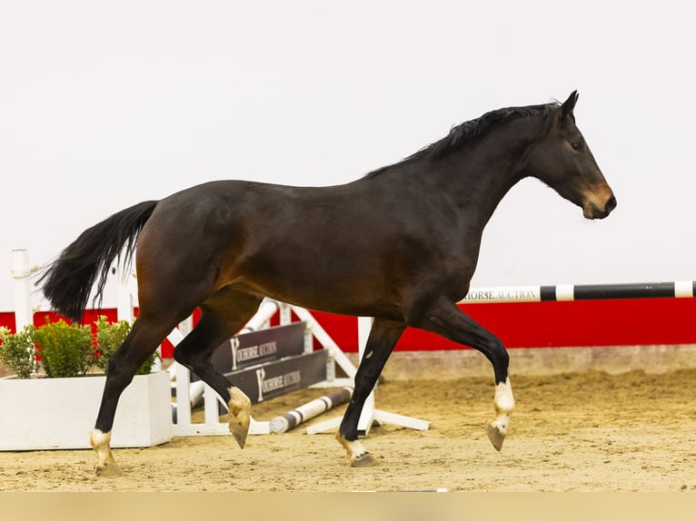 Zangersheide Giumenta 3 Anni 161 cm Baio scuro in Waddinxveen