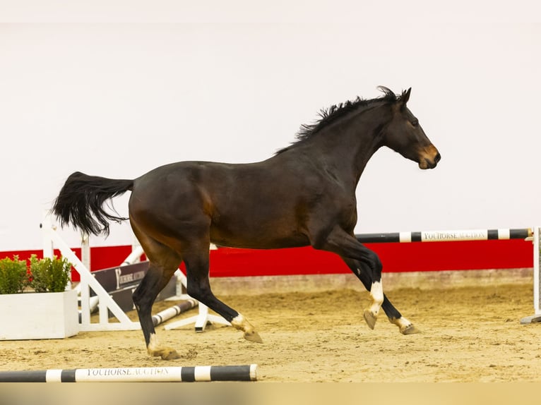 Zangersheide Giumenta 3 Anni 161 cm Baio scuro in Waddinxveen