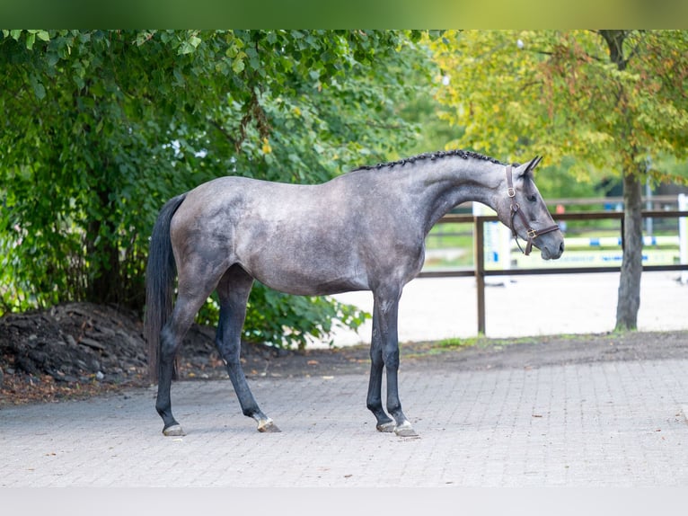 Zangersheide Giumenta 3 Anni 161 cm Grigio in Kaulille