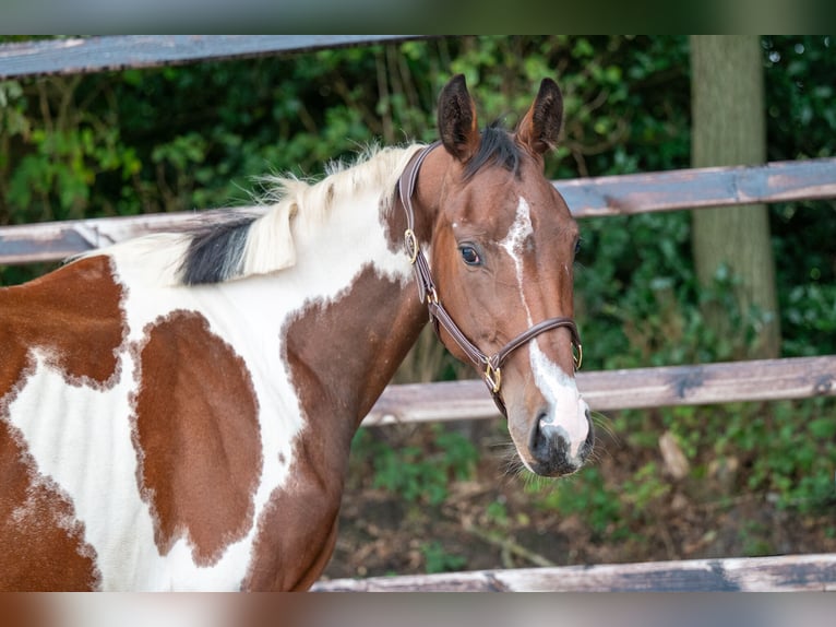 Zangersheide Giumenta 3 Anni 162 cm Pezzato in GROTE-BROGEL