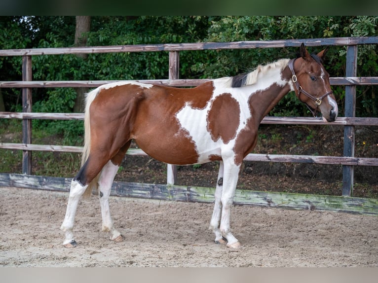 Zangersheide Giumenta 3 Anni 162 cm Pezzato in GROTE-BROGEL