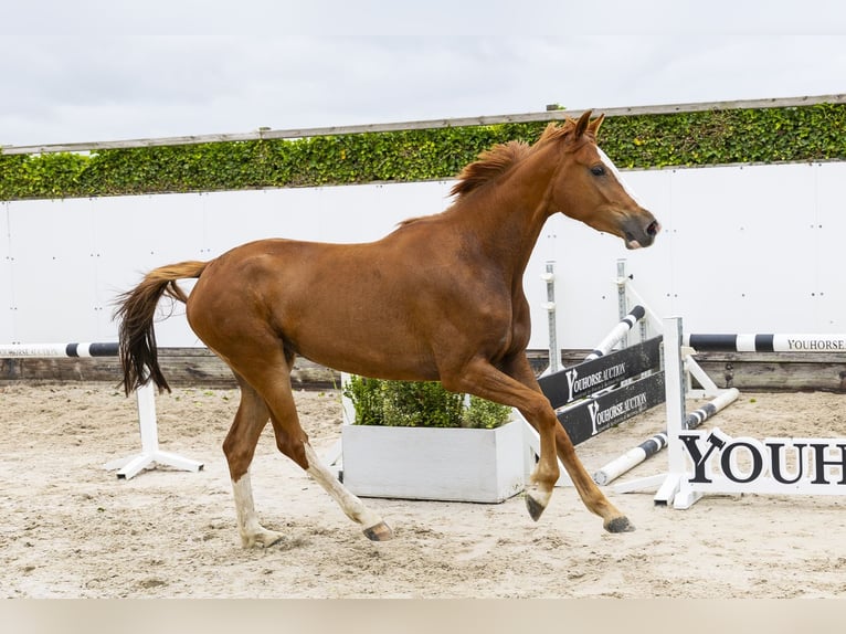Zangersheide Giumenta 3 Anni 162 cm Sauro in Waddinxveen