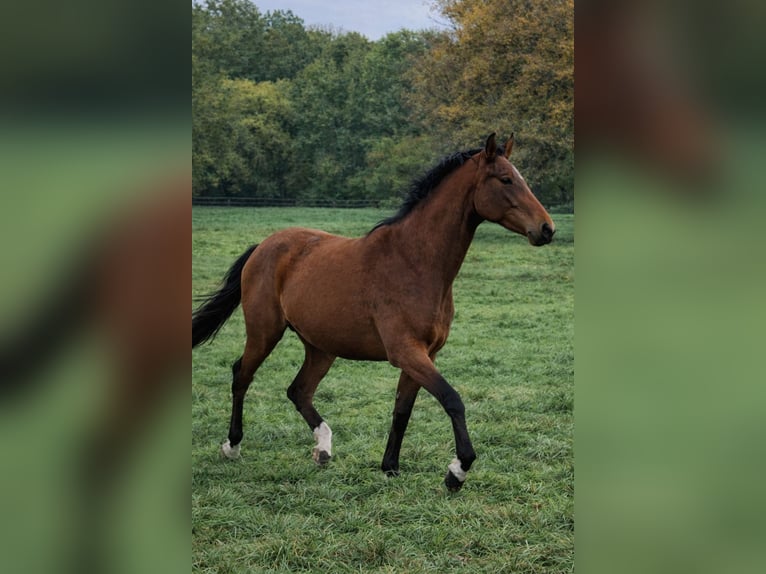 Zangersheide Giumenta 3 Anni 163 cm Baio in Schnega Schnega