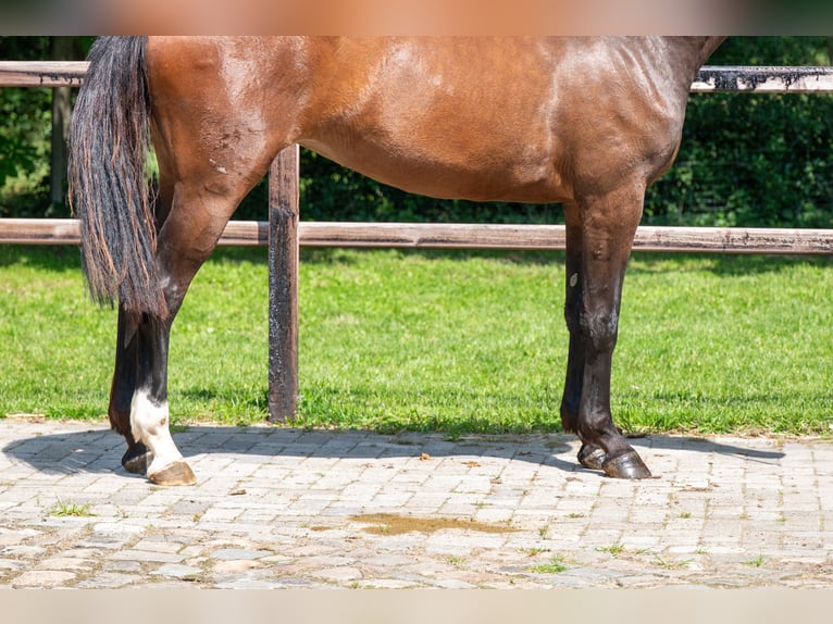 Zangersheide Giumenta 3 Anni 163 cm Baio in GROTE-BROGEL