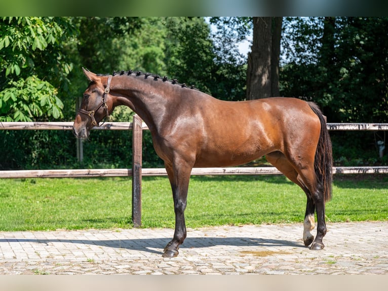 Zangersheide Giumenta 3 Anni 163 cm Baio in GROTE-BROGEL