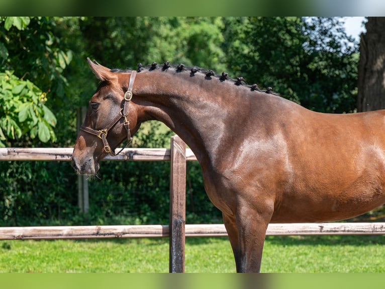 Zangersheide Giumenta 3 Anni 163 cm Baio in GROTE-BROGEL