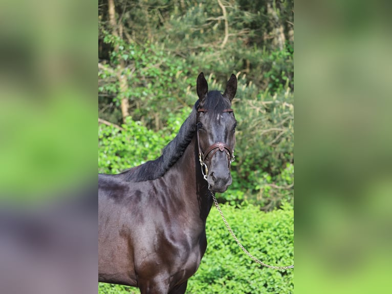 Zangersheide Giumenta 3 Anni 163 cm Baio nero in Lierop