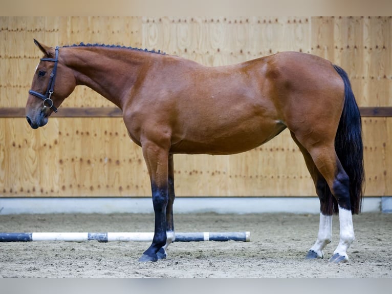 Zangersheide Giumenta 3 Anni 164 cm Baio in Kinrooi