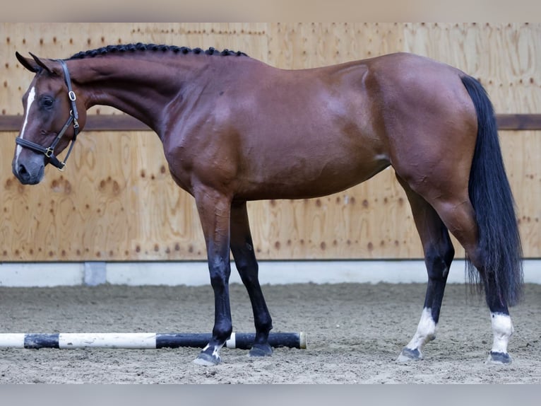 Zangersheide Giumenta 3 Anni 164 cm Baio in Kinrooi