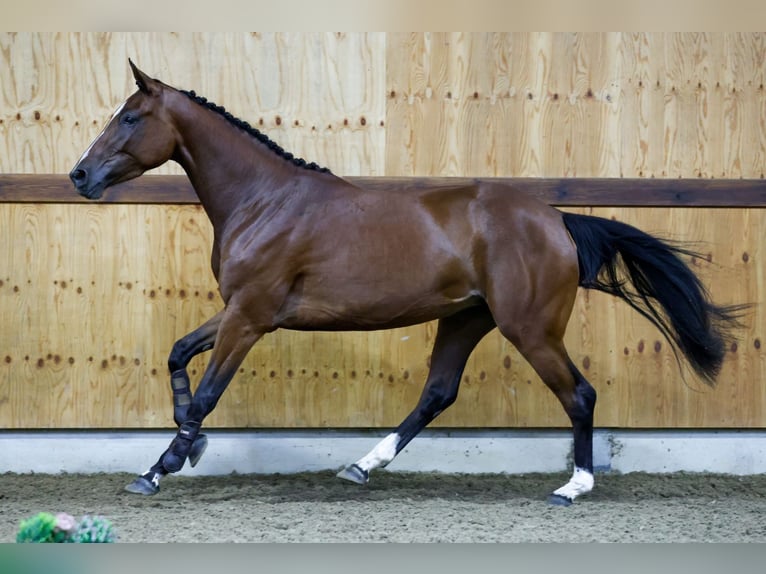 Zangersheide Giumenta 3 Anni 164 cm Baio in Kinrooi