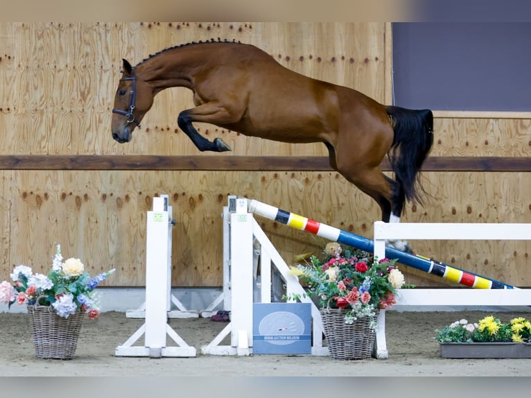 Zangersheide Giumenta 3 Anni 164 cm Baio in Kinrooi