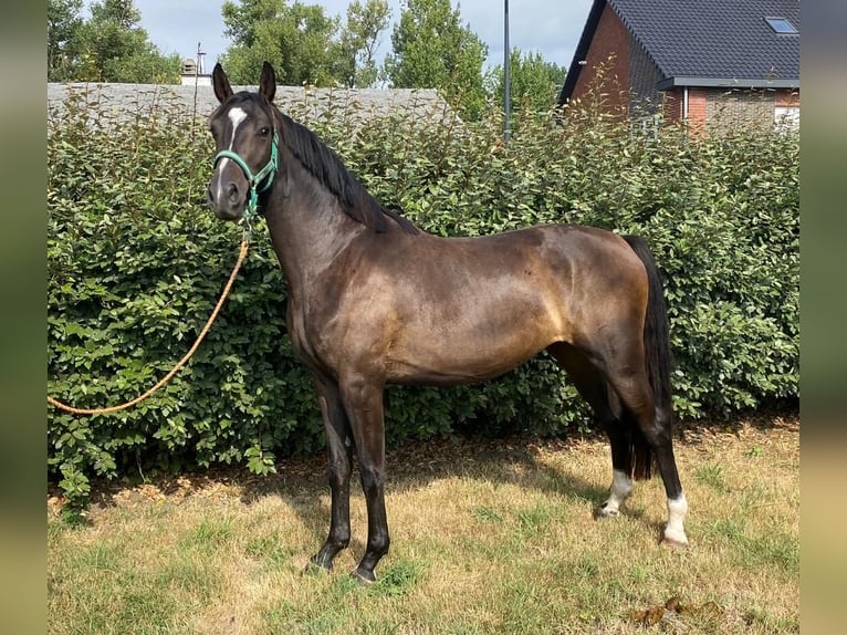 Zangersheide Giumenta 3 Anni 164 cm Baio nero in moorsel