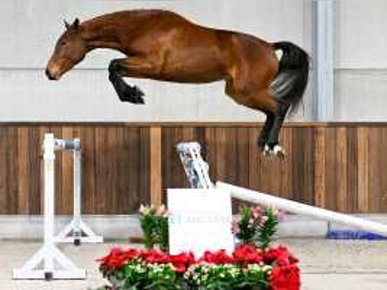 Zangersheide Giumenta 3 Anni 164 cm Baio scuro in Sint-Niklaas