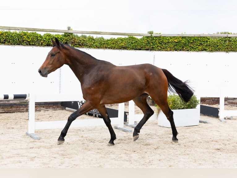 Zangersheide Giumenta 3 Anni 164 cm Baio scuro in Waddinxveen