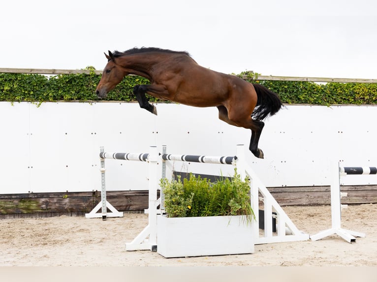Zangersheide Giumenta 3 Anni 164 cm Baio scuro in Waddinxveen
