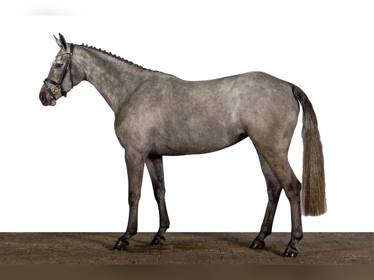 Zangersheide Giumenta 3 Anni 164 cm Grigio in Ommen