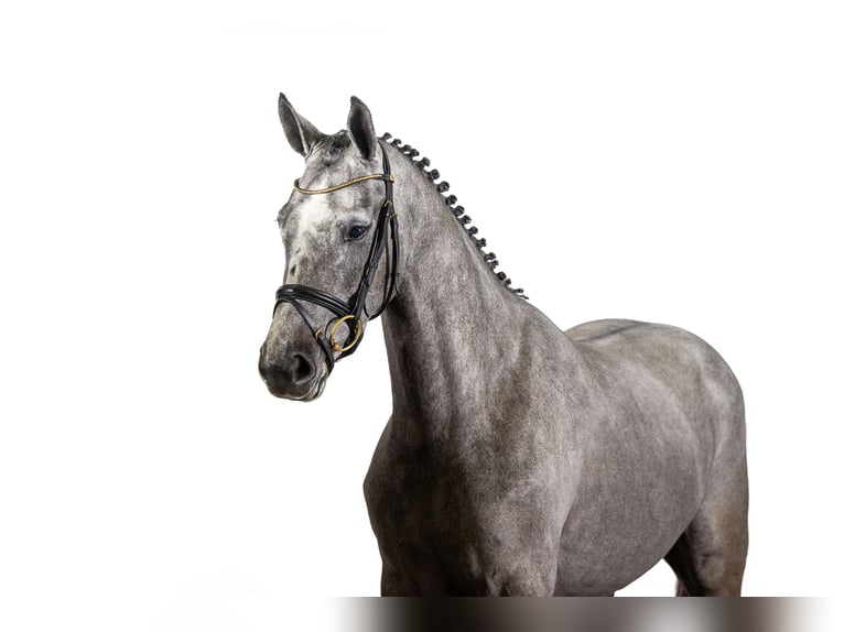 Zangersheide Giumenta 3 Anni 164 cm Grigio in Ommen