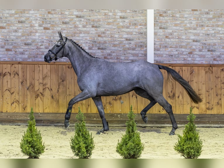 Zangersheide Giumenta 3 Anni 164 cm Grigio in Ommen