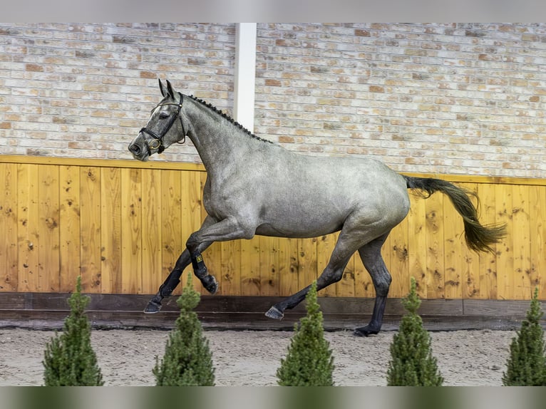 Zangersheide Giumenta 3 Anni 164 cm Grigio in Ommen